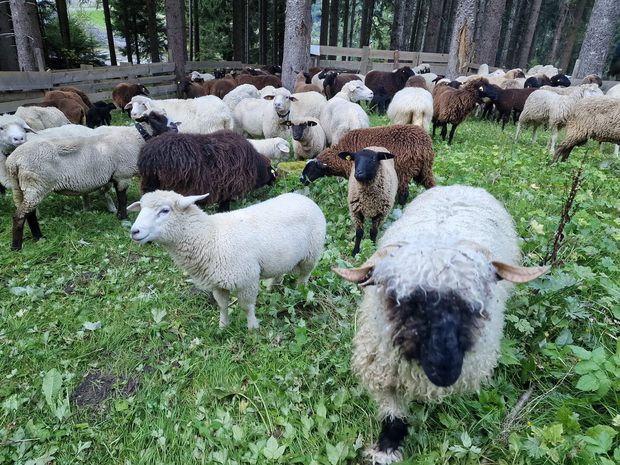 Schafscheide von der Alpe Gibau. (Bildergalerie)