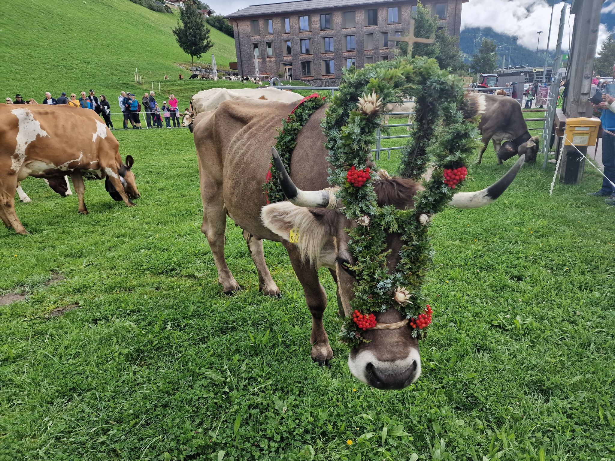 Alpabtrieb von der Alpe Latons ist ein freudiges Fest für das ganze Dorf. (Bildergalerie)