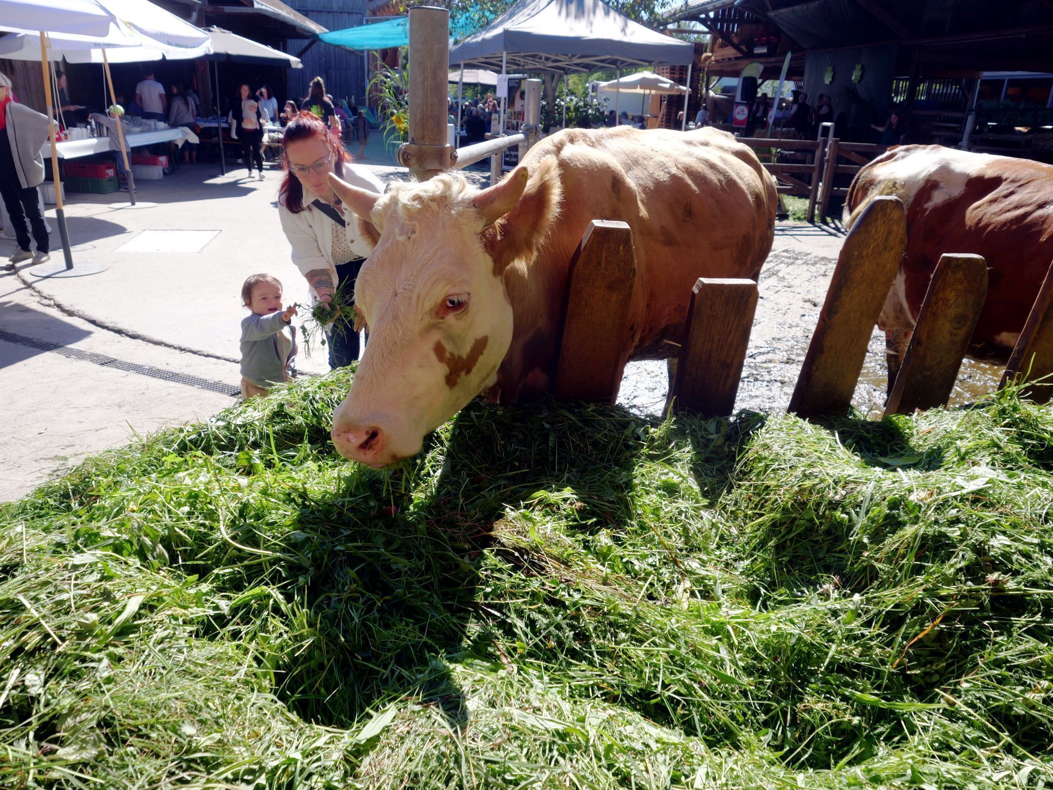 Die Kühe erzeugen Bio-Heumilch und genießen das frische Gras.