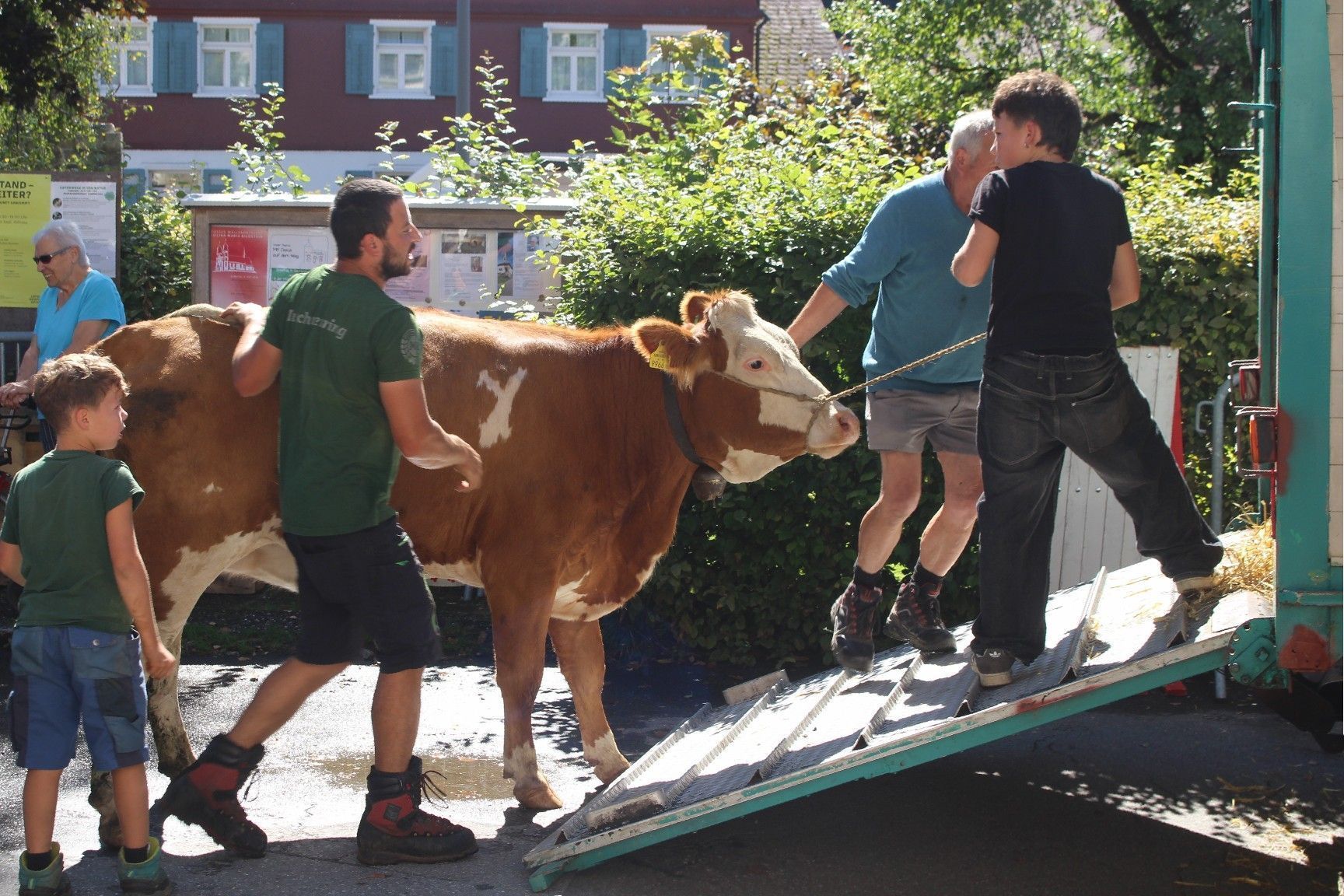 Nach einem Alpsommer in grenzenloser Freiheit wollte dem Galtvieh die Enge des Transporters ganz und gar nicht „schmecken“ und die Bauern hatten Mühe, ihr Vieh zum Einsteigen zu „überreden“.