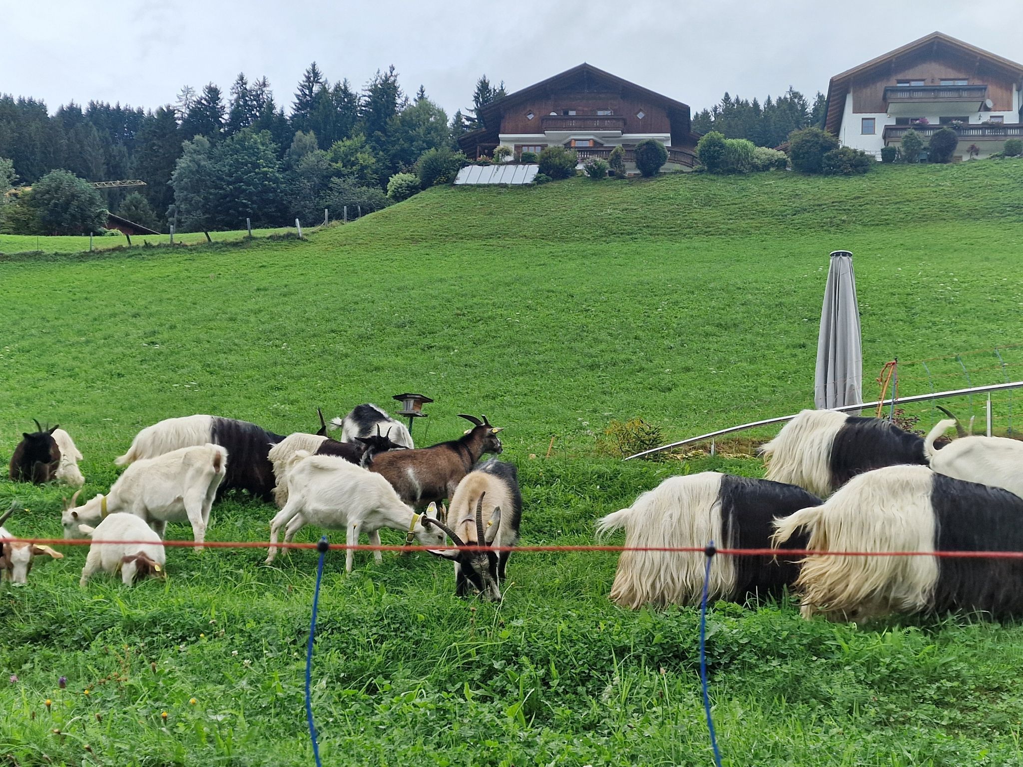 Alpabtrieb von der Alpe Latons ist ein freudiges Fest für das ganze Dorf. (Bildergalerie)
