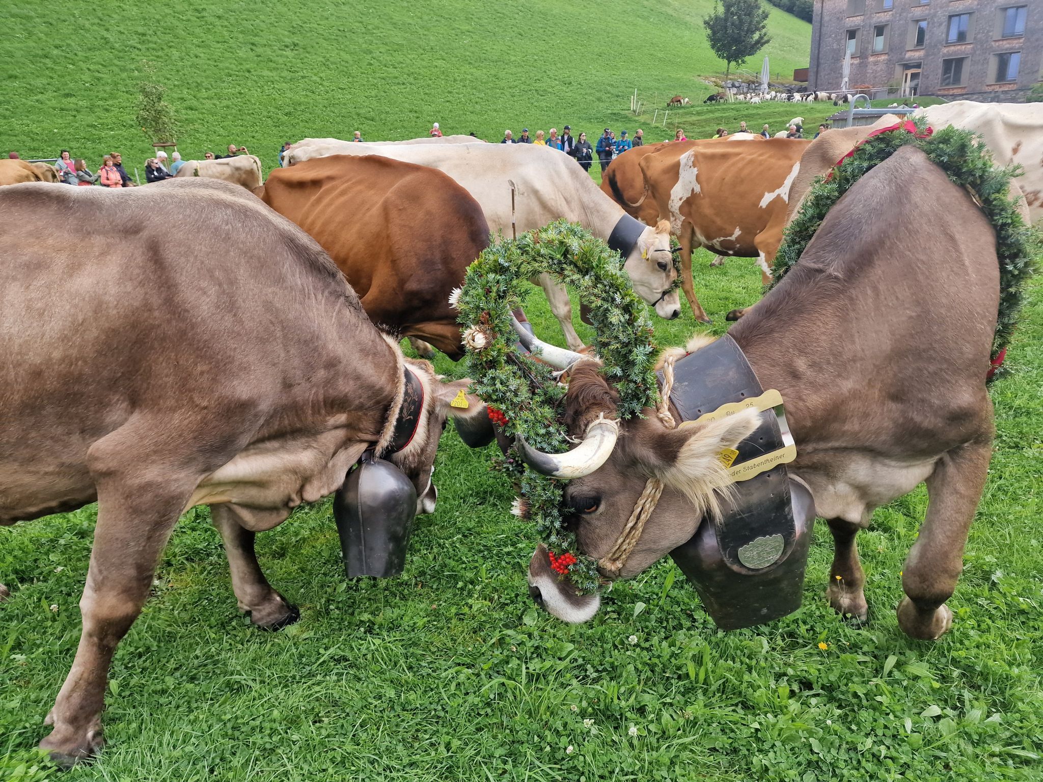 Alpabtrieb von der Alpe Latons ist ein freudiges Fest für das ganze Dorf. (Bildergalerie)