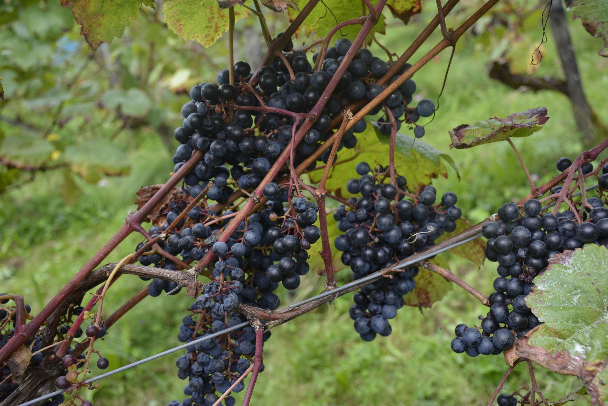 Reiche Ernte