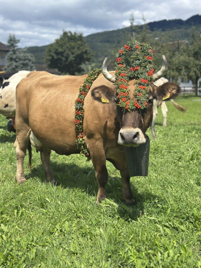 Satteins feiert erfolgreiche Alpsaison mit traditionellem Almabtrieb