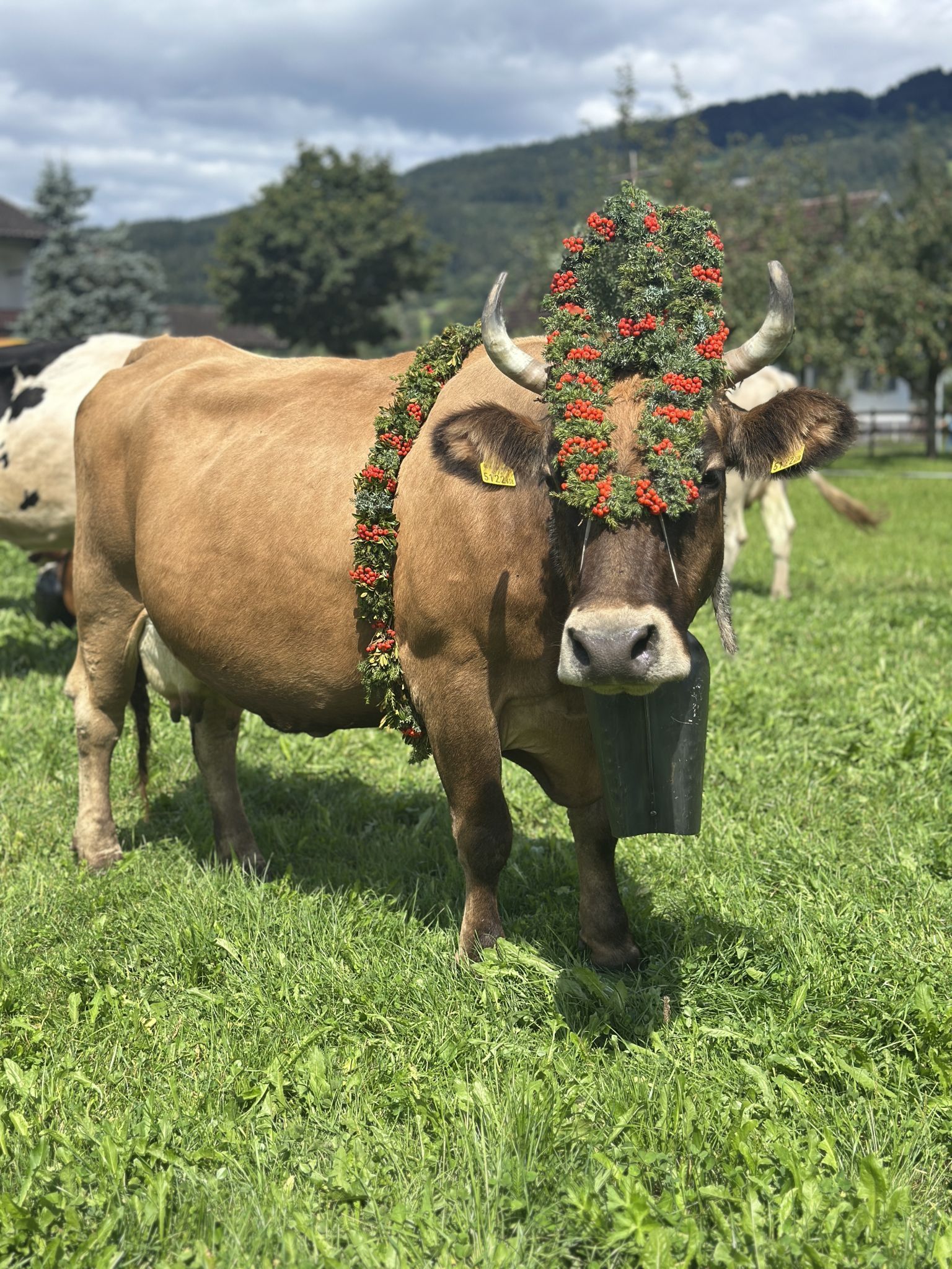 Alpenblumen, Zweige und kunstvolle Gestecke zierten die stolzen Kühe.
