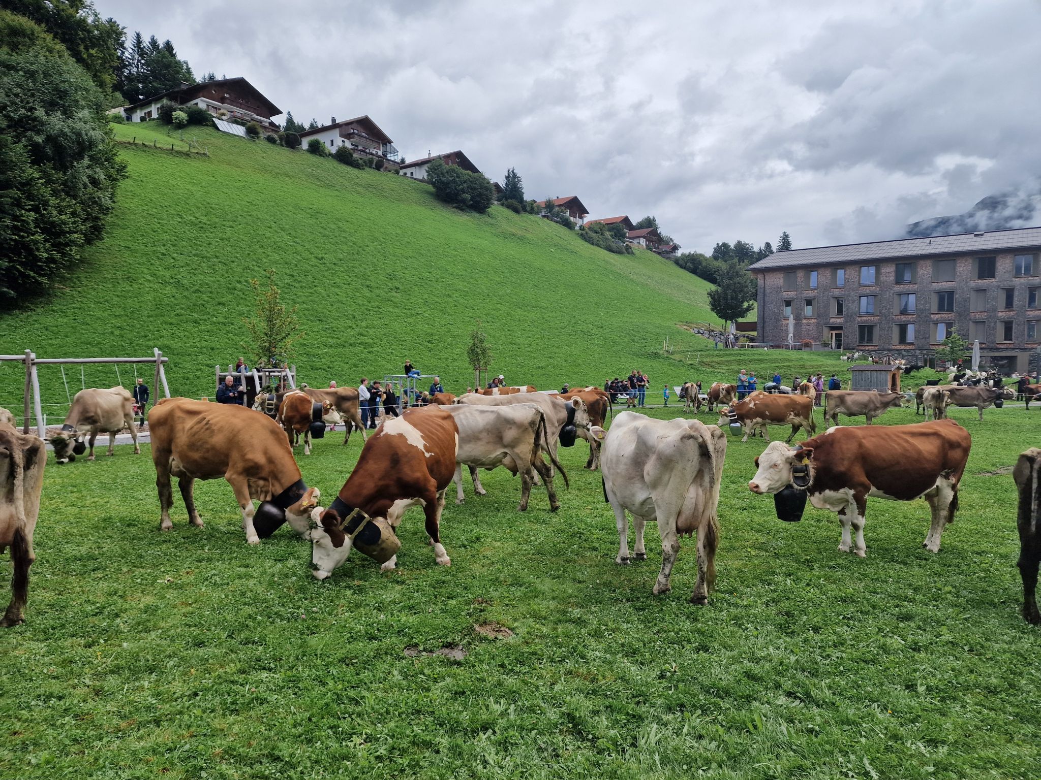 Alpabtrieb von der Alpe Latons ist ein freudiges Fest für das ganze Dorf. (Bildergalerie)