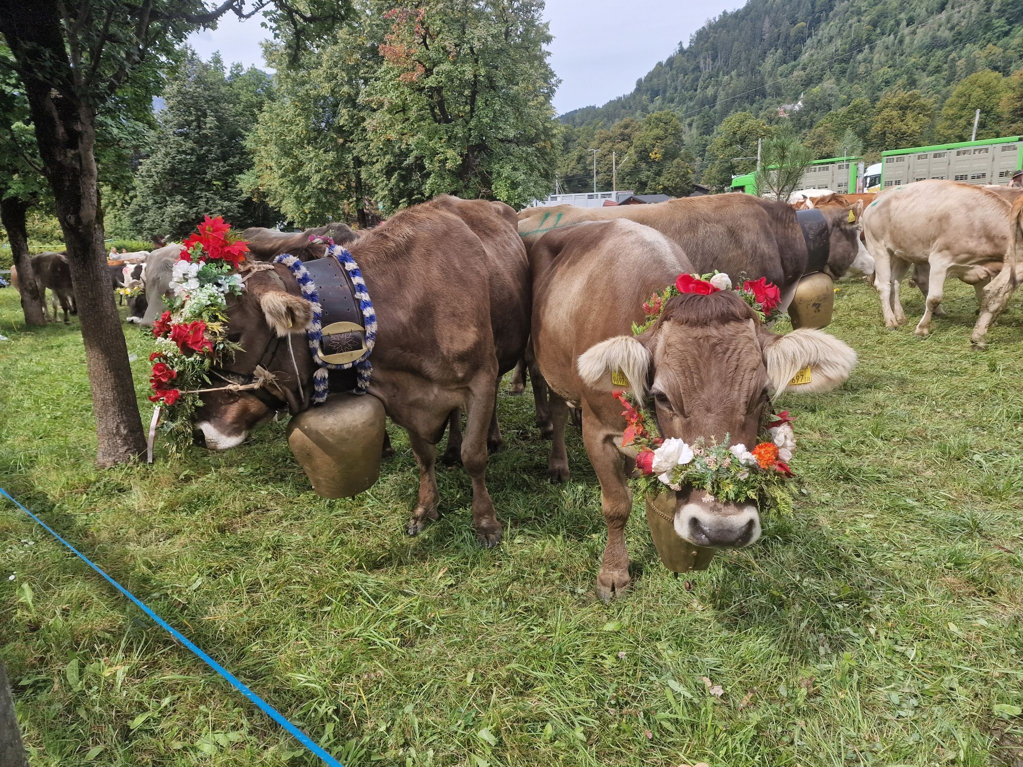 Impressionen von Alpabtrieb der vier Alpen in Tschagguns. (Bildergalerie)