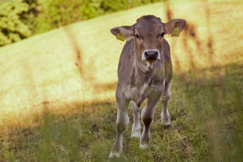 Wandel am Bauernhof: Tradition trifft auf neue Herausforderungen
