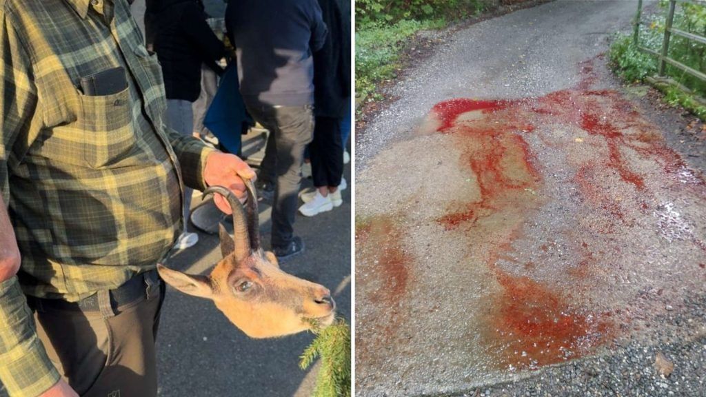 Schweizer Jagdfrevler sorgt für Unmut im Bregenzerwald: „Leider Gottes sind solche Vorfälle keine Rarität“