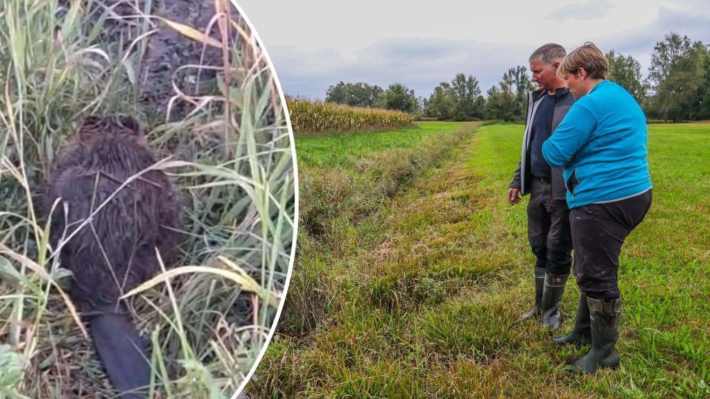 Plötzlich sind sie da – und bauen Dämme: Deswegen könnte es den Bibern bald an den Kragen gehen