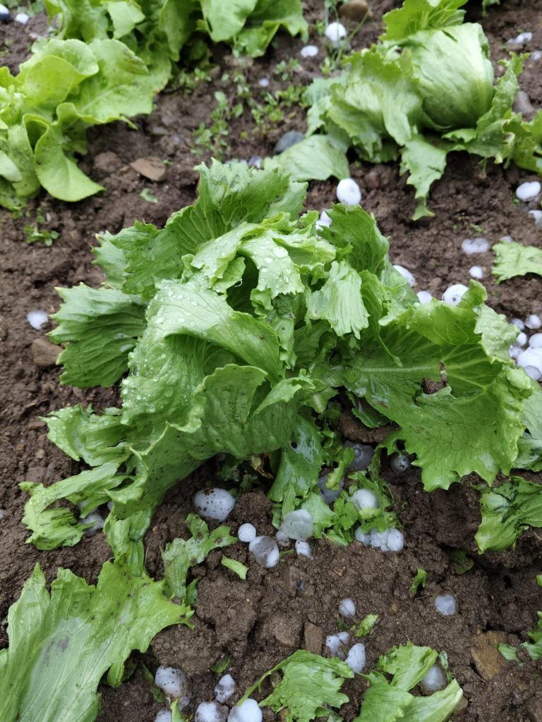 Hagelschaden_Salat_20250904_2.jpeg