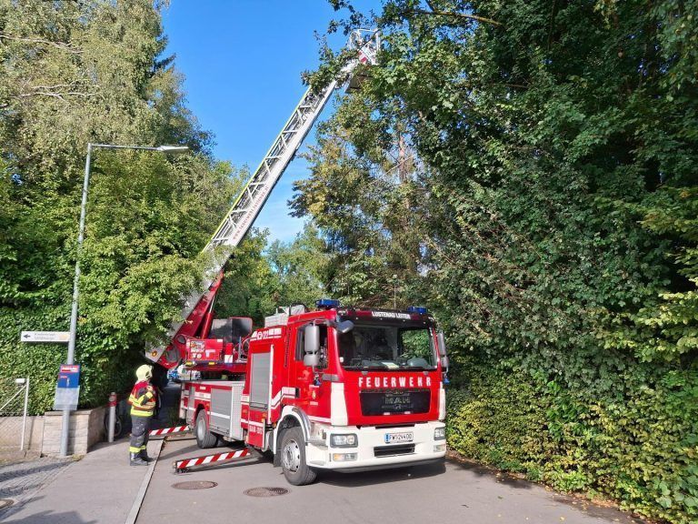 Kinder auf Baum