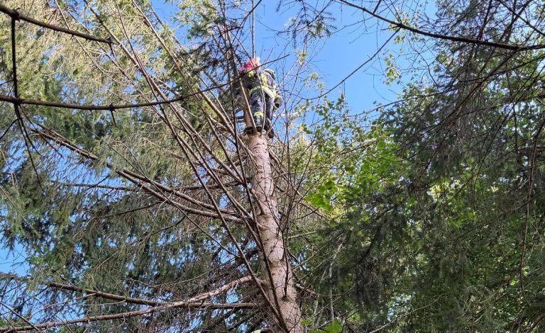 Kinder auf Baum