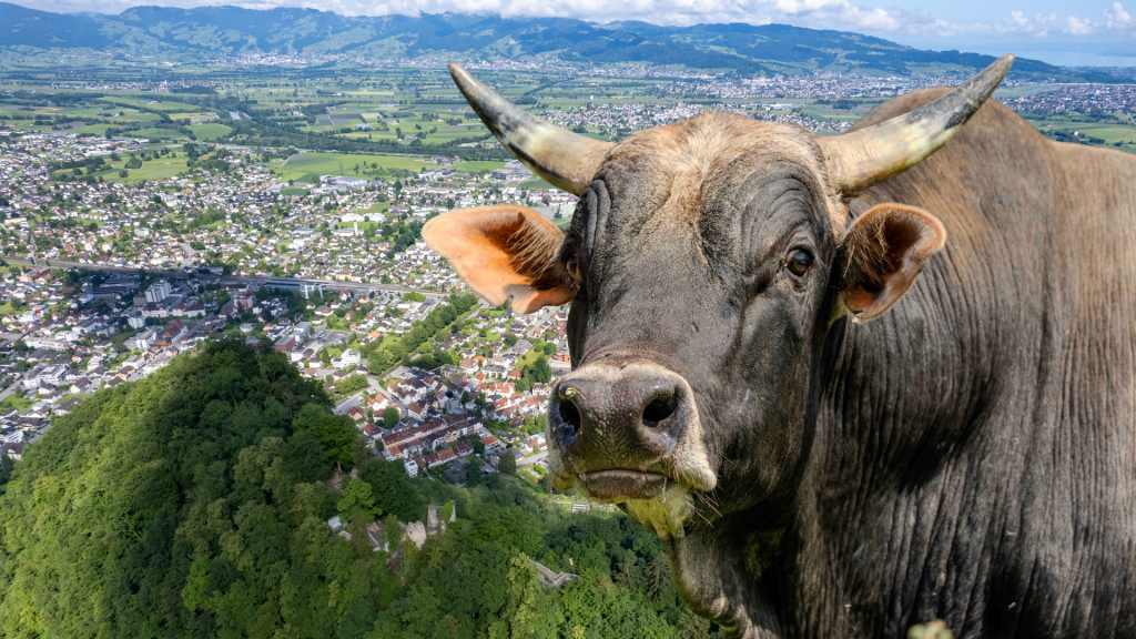 Cobraeinsatz in Hohenems: Stier floh vom Schlachthof