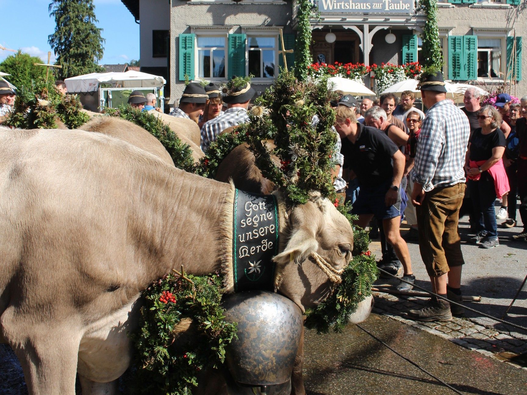 Der Mojen – Stolz der Älpler. „Dafür arbeiten wir den ganzen Sommer: alle Tiere wieder wohlbehalten ins Tal zu bringen“, sagt dazu Maria Moosbrugger.