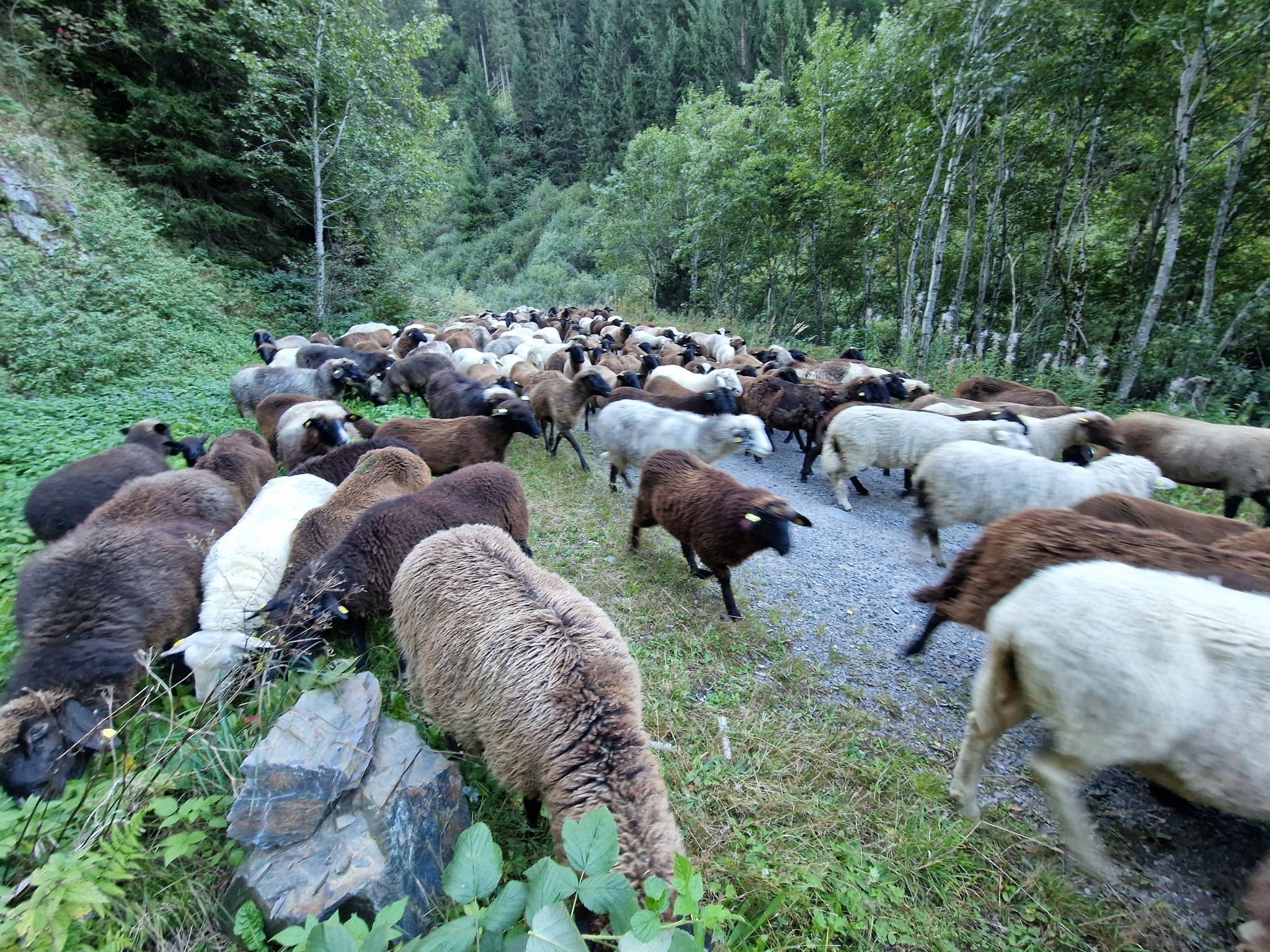 Schafscheide von der Alpe Gibau. (Bildergalerie)