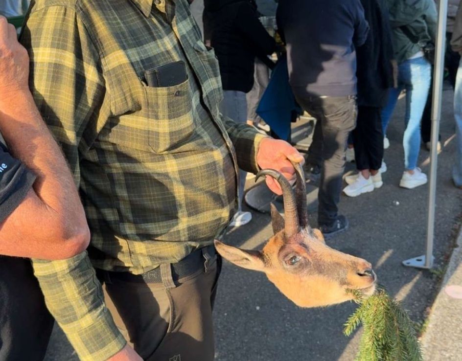 Schweizer Jagdfrevler sorgt für Unmut im Bregenzerwald: „Leider Gottes sind solche Vorfälle keine Rarität“