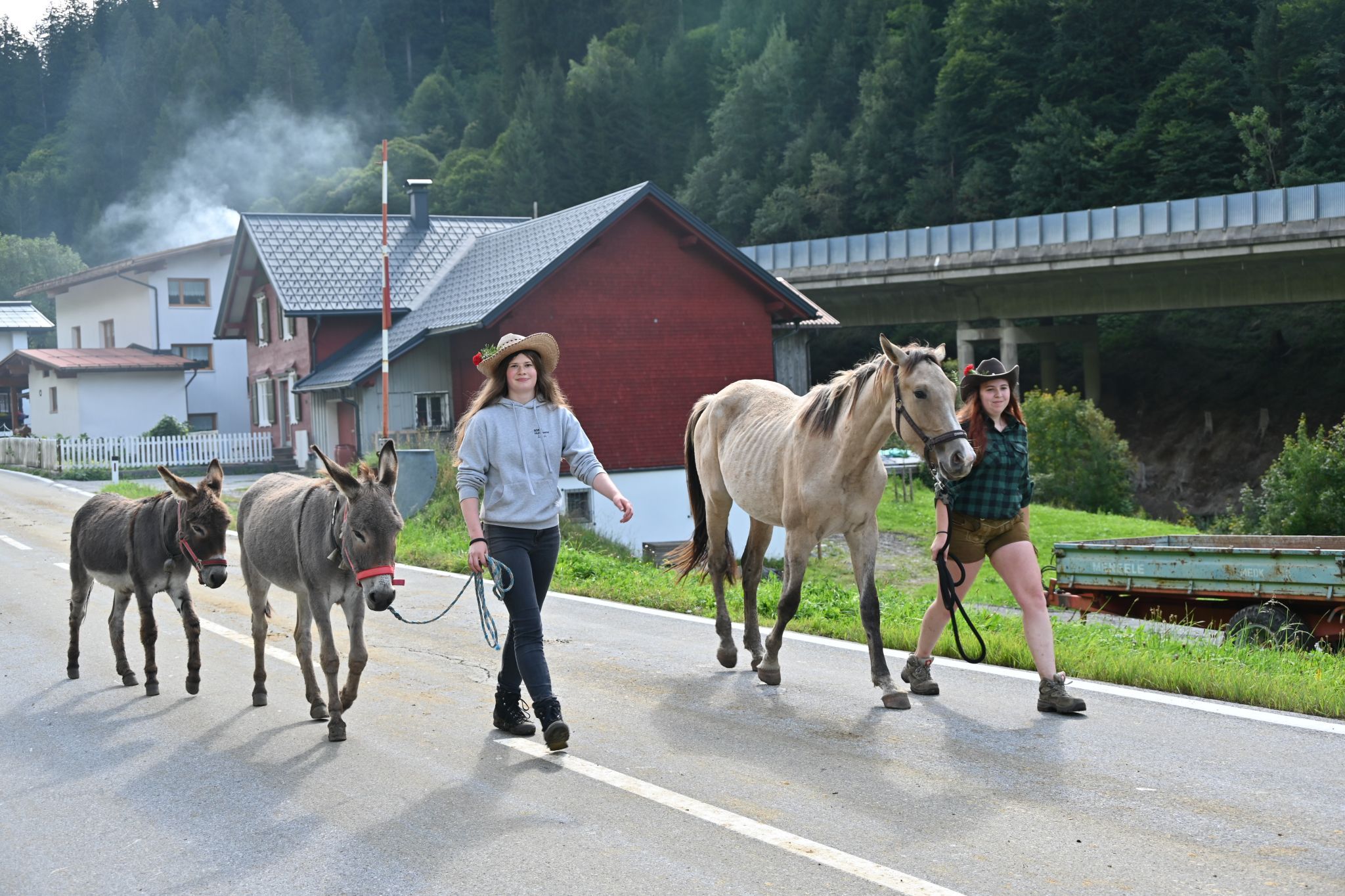 Hinter den Rindern der Satteinser Alpe zogen Esel und Pferde ins Tal.