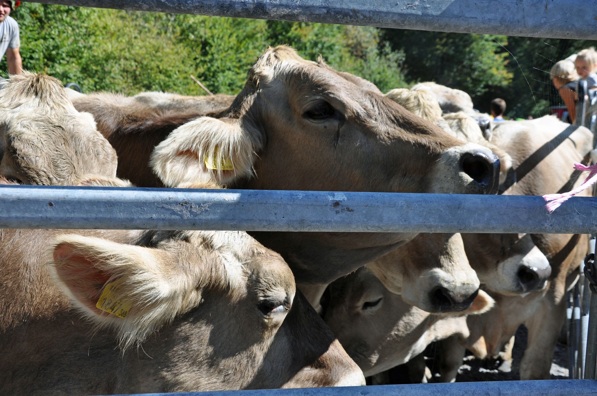 Für rund 2500 Tiere ist die „Sommerfrische“ vorbei.