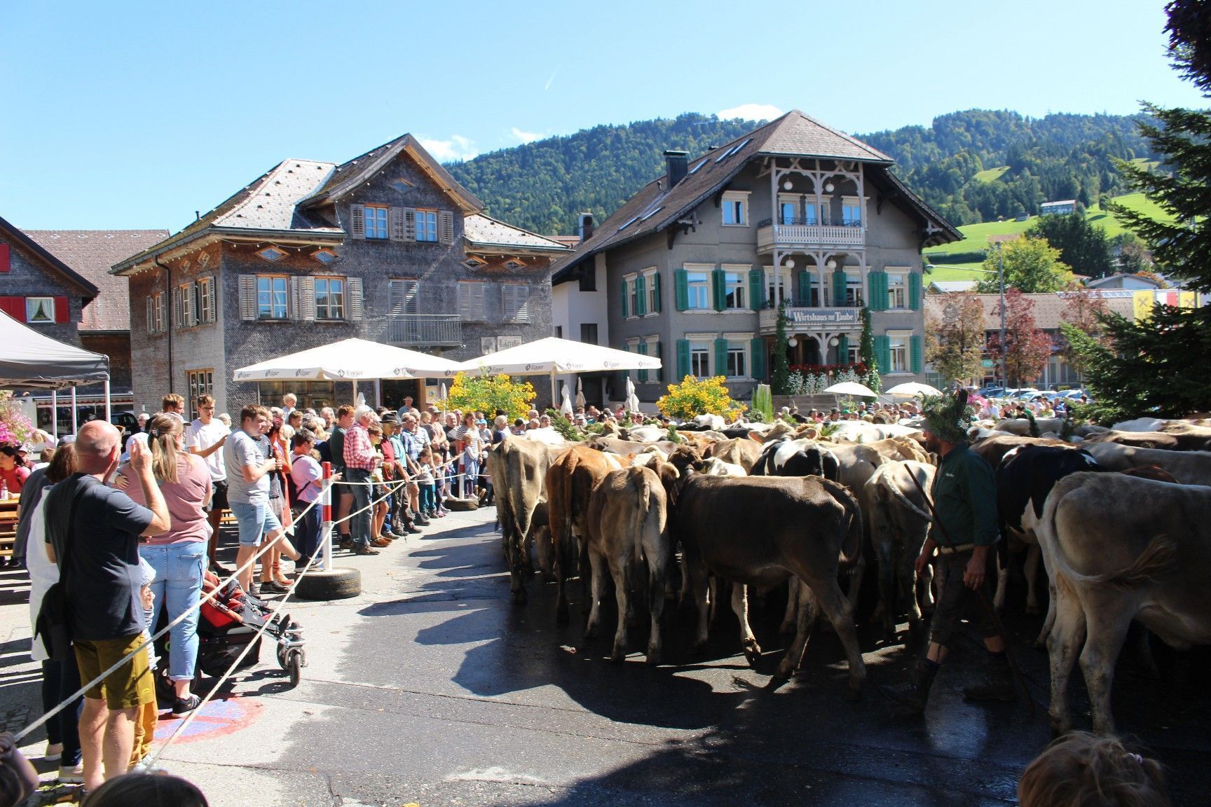 Alptradition hautnah erleben konnten bei Kaiserwetter viele Schaulustige, die in Alberschwende den Alptag besuchten.