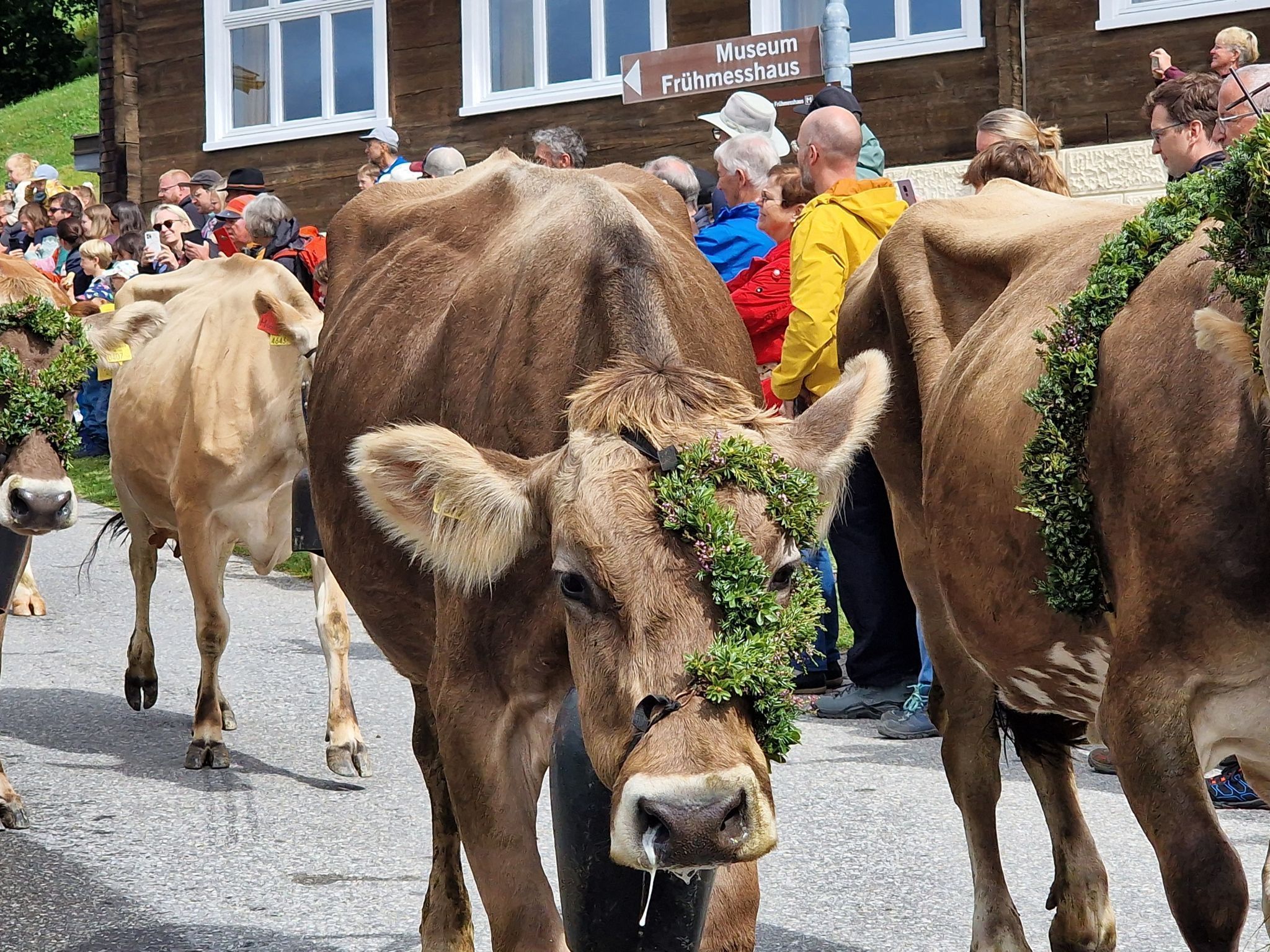 Alpabtrieb von der Alpe Latons ist ein freudiges Fest für das ganze Dorf. (Bildergalerie)