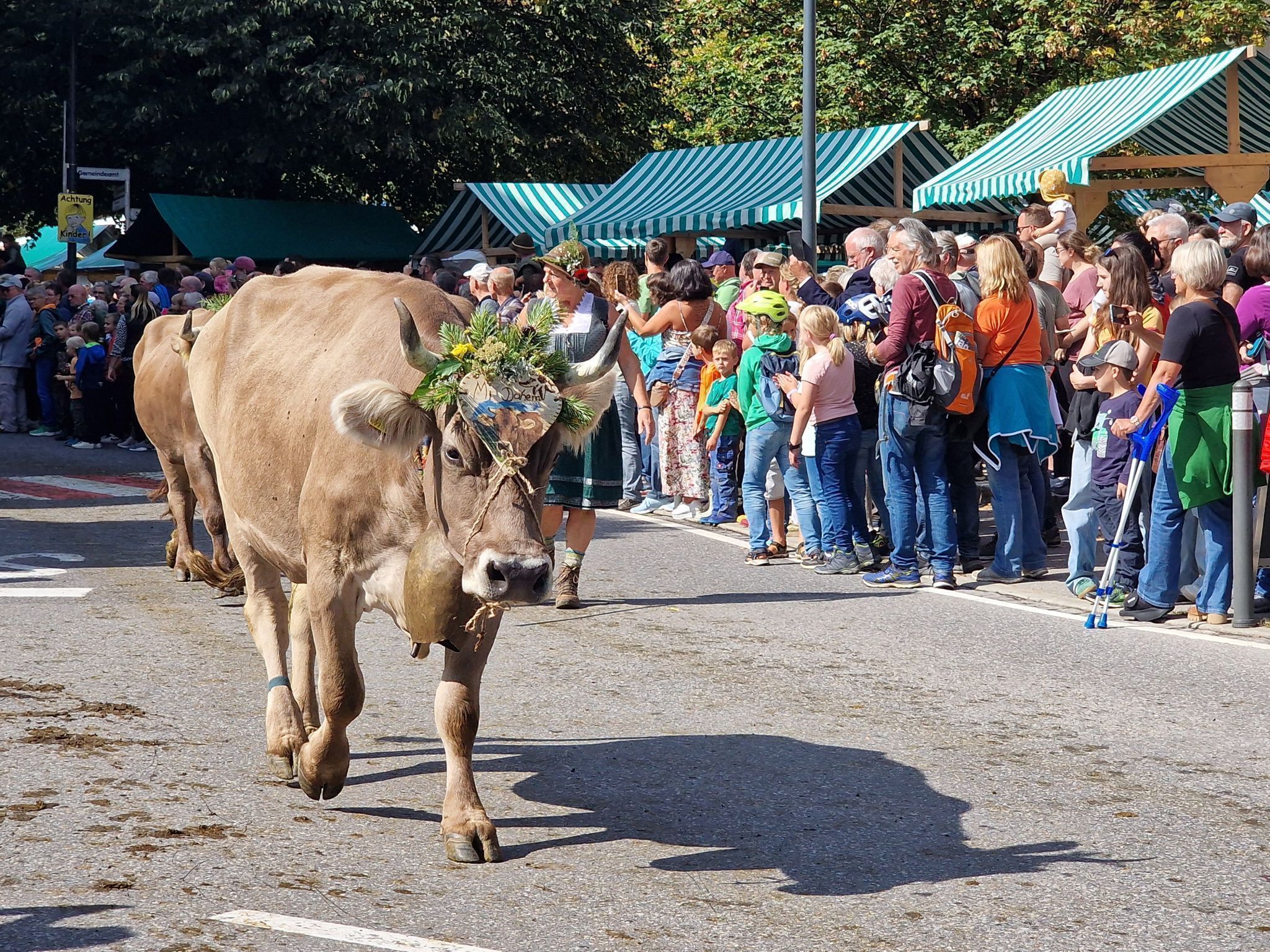 Impressionen von Alpabtrieb der vier Alpen in Tschagguns. (Bildergalerie)