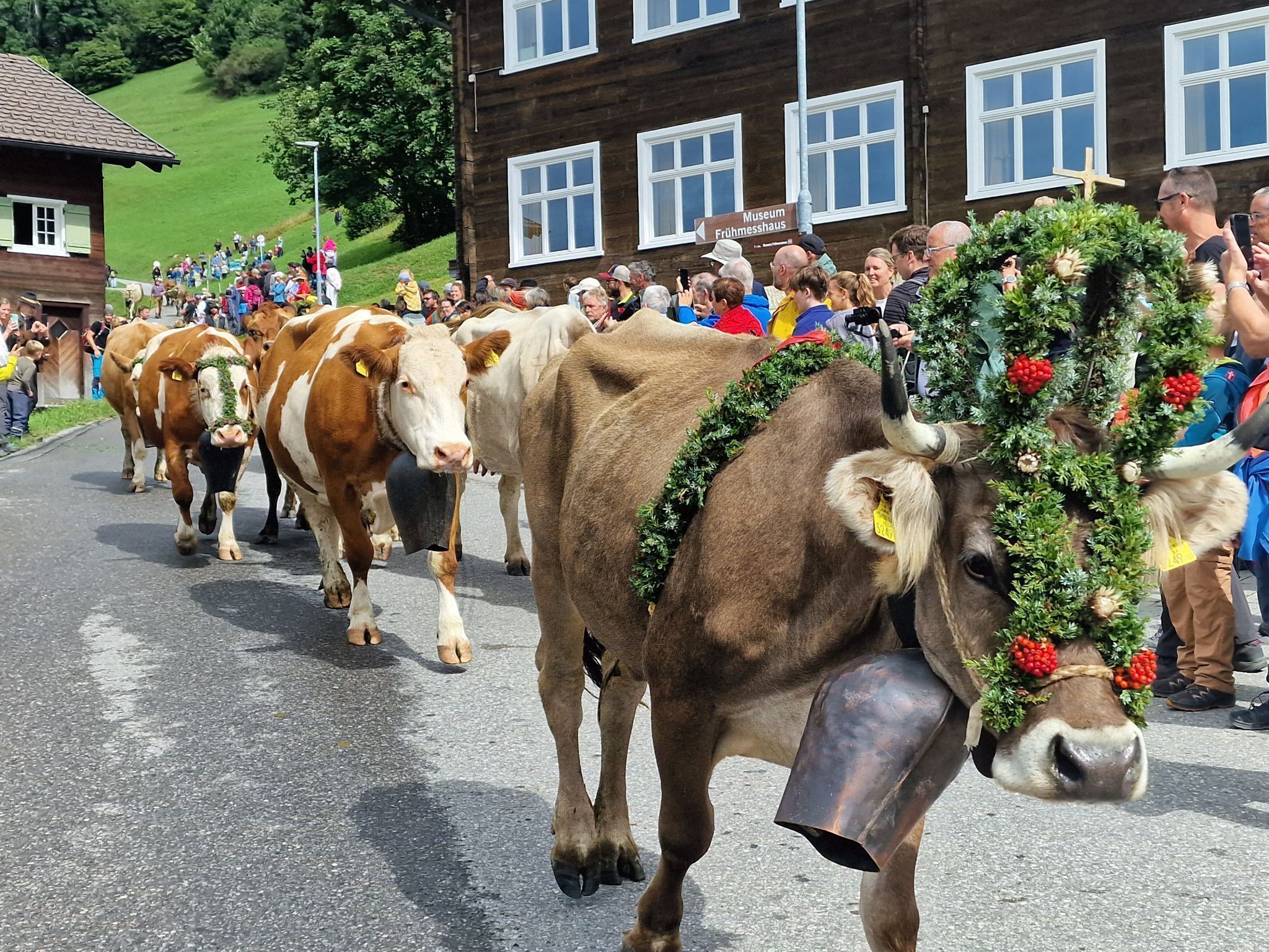 Alpabtrieb von der Alpe Latons ist ein freudiges Fest für das ganze Dorf. (Bildergalerie)