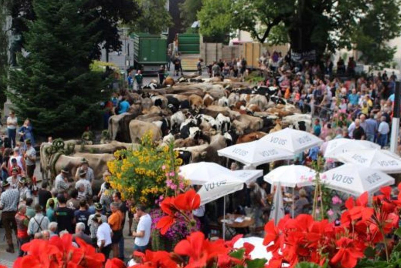    Alberschwende und die Älpler von Ifer und Halden laden am Montag zum traditionellen Alptag ein.