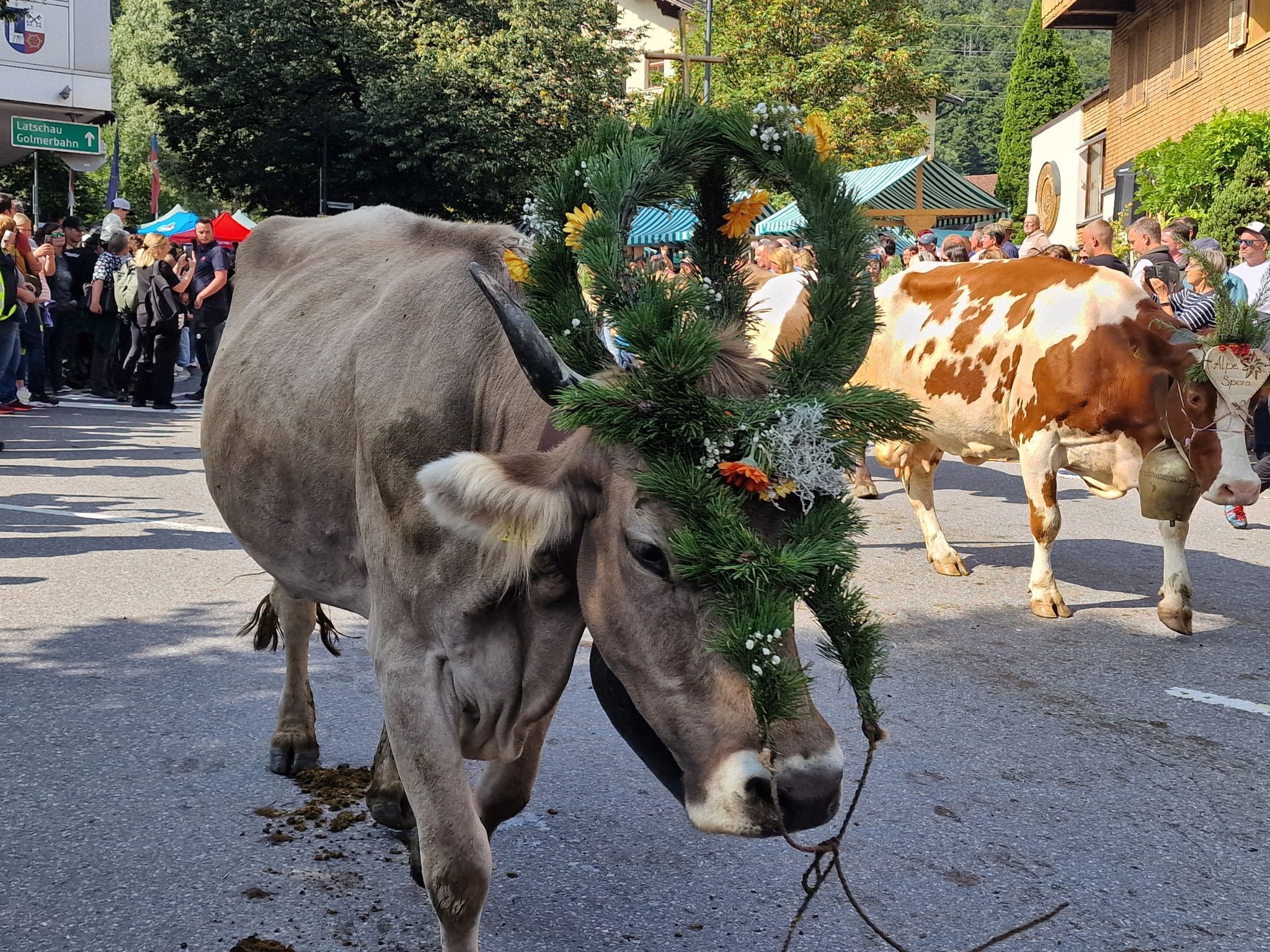 Impressionen von Alpabtrieb der vier Alpen in Tschagguns. (Bildergalerie)