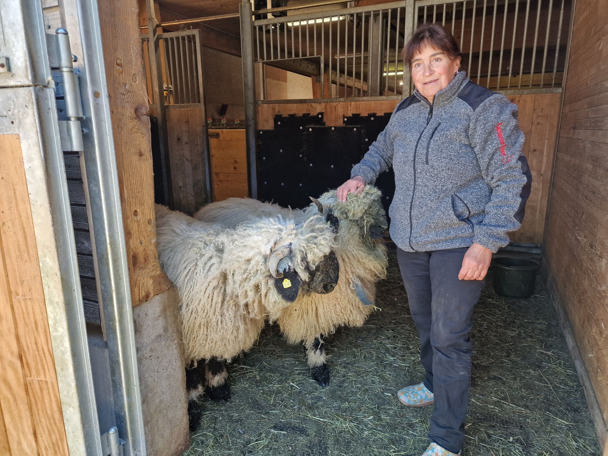 1 Annemarie Kaufmann ist gerne Bäuerin und packt auch gerne selber mit an. 1.1 Biohof Kaufmann in Zug – oberhalb thront der Schafberg. Annemarie Kaufmann freut sich, dass sie ein Familienbetrieb sind. Hier mit Hofhund Leila. 1.2 Detto 2. Die Fleckviehkühe im Laufstall 3. Die Landwirtin mit viel Herzblut ist gerne im Stall und bei ihren Kühen. 4. Die beiden Schwarznasenschafe Susi und Strolchi lassen sich gerne verwöhnen. 5.1. Susi und Strolchi gehören auch zu Annemaries Lieblingen. 6. Auch die Pferde sind neugierig wer auf zu Besuch kommt. 7. Das Bergdorf Zug zeigt sich gerade von seiner schönsten herbstlichen Seite. 8. Für Annemarie Kaufmann ist der Hofladen auch ein zentraler Treffpunkt. 8.1. Der Hofladen bietet für alle etwas. 8.2. detto 9. Der Biohof ist von hohen Bergen umgeben. 10. Ein modernes landwirtschaftliches Gerät - Der Schleppschuh-Gülleverteiler ist sehr bodenschonend. 11. Ein Blick auf die Golfanlage. 12. Herbstliches Arrangement vor dem Hofladen. 13. - 14. Auch die beiden Kälblein Ilvy und Hubi freuen sich auf einen Besuch. 15. Annemarie Kaufmann lernte die Landwirtschaft von der Pike auf. 16. Blick in die Zuger Bergwelt. 17. Der Schafberg thron Majestätisch über dem Biohof. 18. Eine hohe Auszeichnung für die Zuger Sennstube für die Familie Kaufmann. (Bildergalerie)