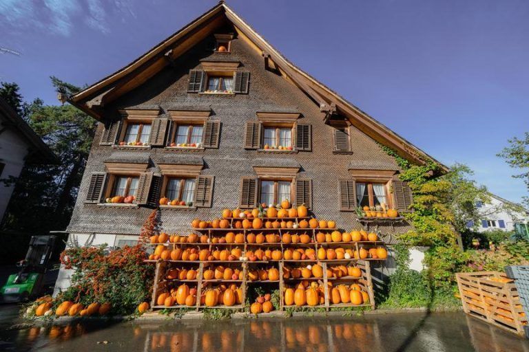 Kürbisernte in Vorarlberg: "Wir haben heuer ein Rekordjahr"