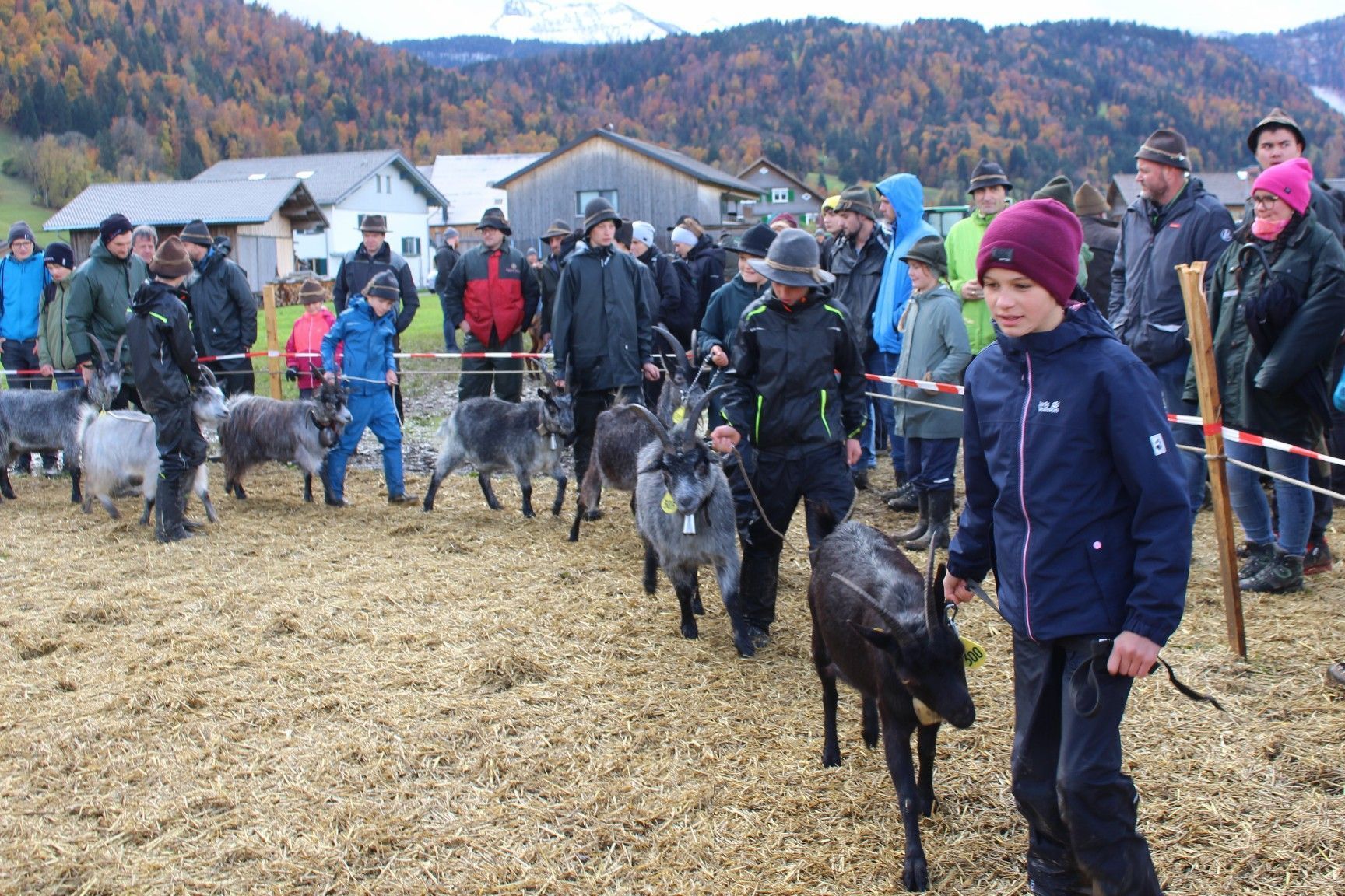 Im Ring werden die Ziegen der Jury vorgeführt.