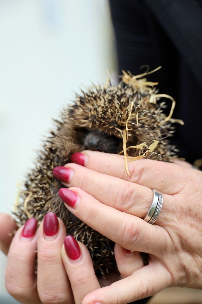 ein verletzter Igel aus der Notfallklappe