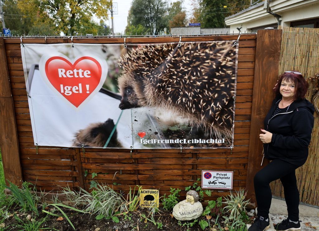 Neues Igelquartier in Lochau