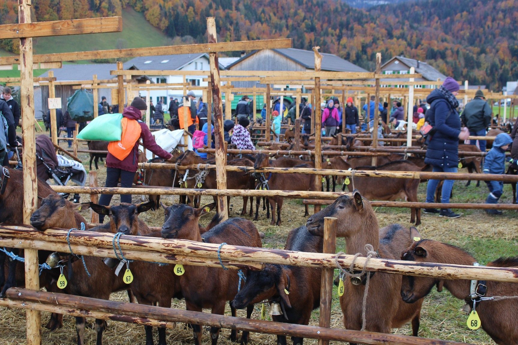 Ziegen sind auf gutem Weg, auf ihrem Goaßamat wieder die Hauptrolle zu übernehmen.
