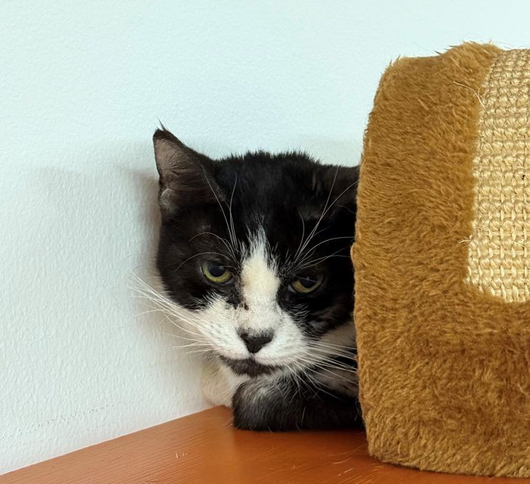 Mira sehnt sich nach einem neuen Abenteuer