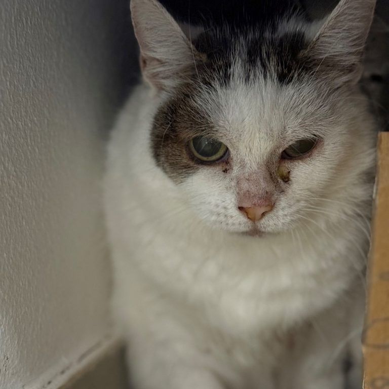 Zara ist eine kleine Vorzeigeschülerin