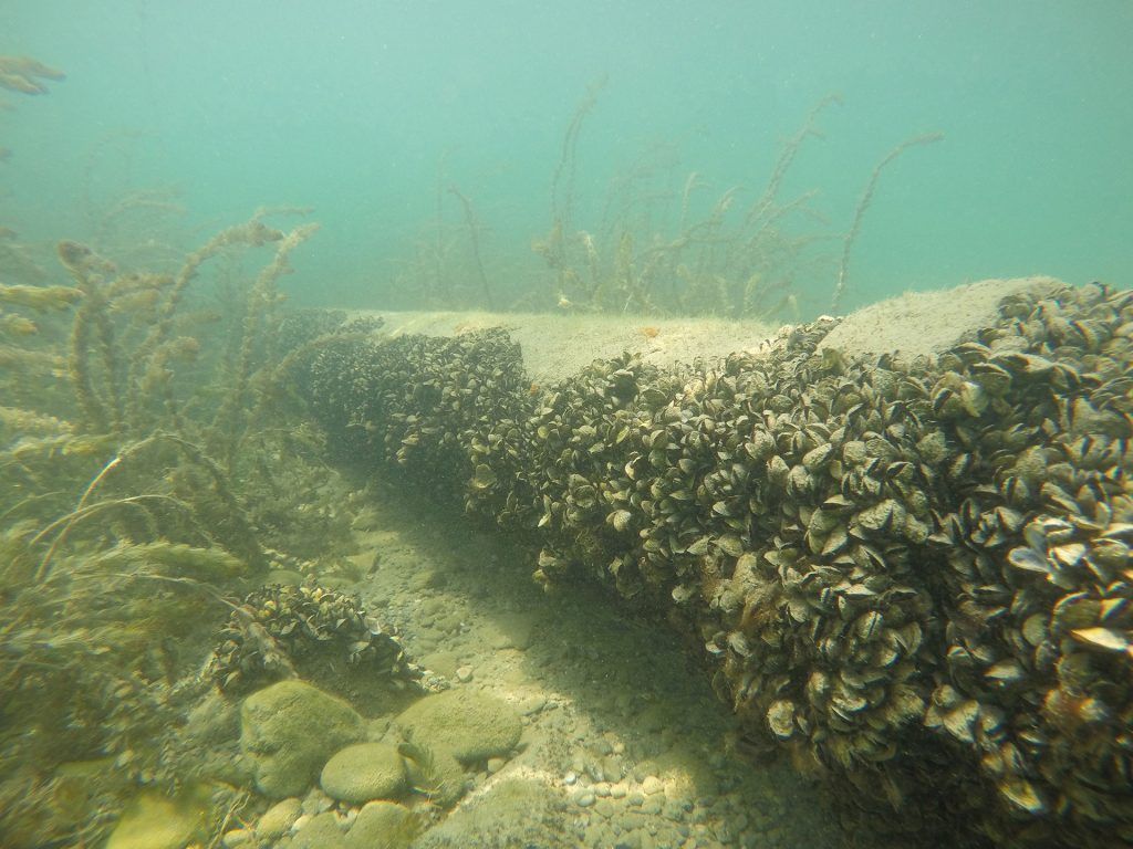 Müssen bald alle Boote am Bodensee in die Waschanlage? &#8220;In Vorarlberg wäre eine Einführung grundsätzlich möglich&#8221;