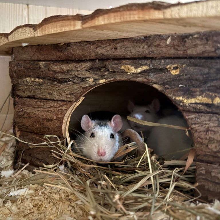 Zara ist eine kleine Vorzeigeschülerin