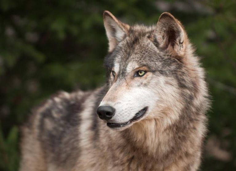 Warum Wölfe Vorarlberg ganz besonders mögen