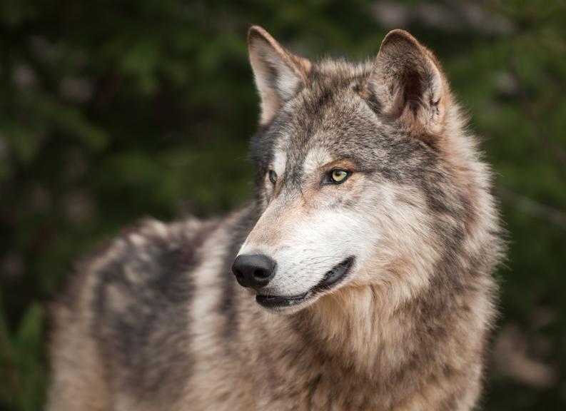 Warum Wölfe Vorarlberg ganz besonders mögen
