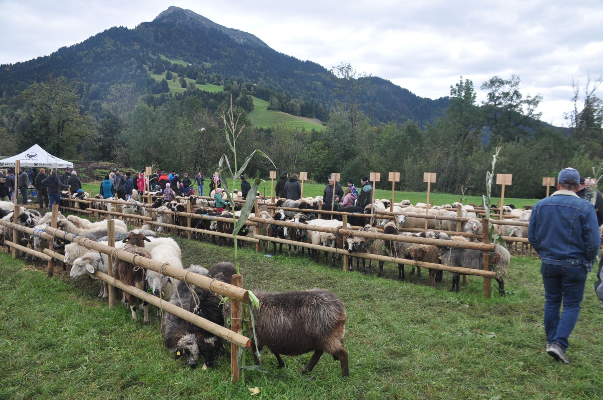 Schafe der verschiedensten Rassen auf dem Schloßhof.