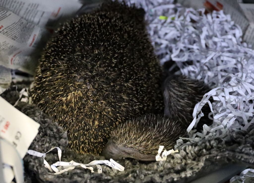 Ideldame mit ihren zwei Babys