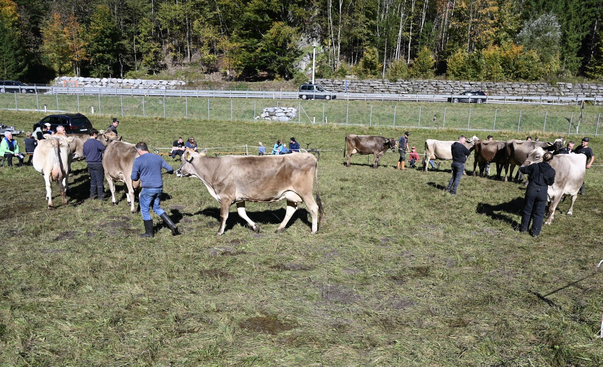 Im Ring wurden die Tiere präsentiert.
