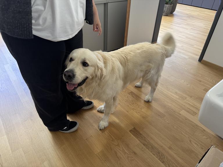 HAK/HAS Bludenz: Schulhund und Freizeit inklusive