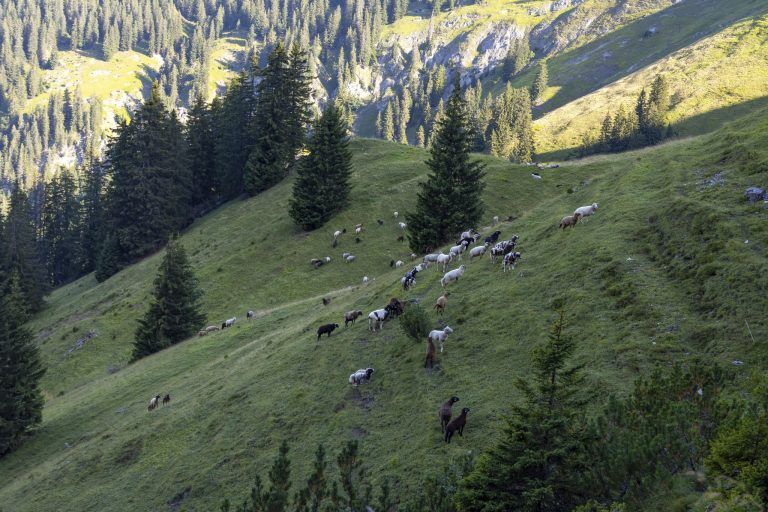 Warum Wölfe Vorarlberg ganz besonders mögen