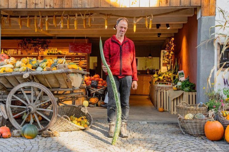 Kürbisernte in Vorarlberg: "Wir haben heuer ein Rekordjahr"