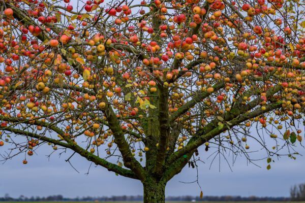 Gutes Jahr für Obst aus Österreich