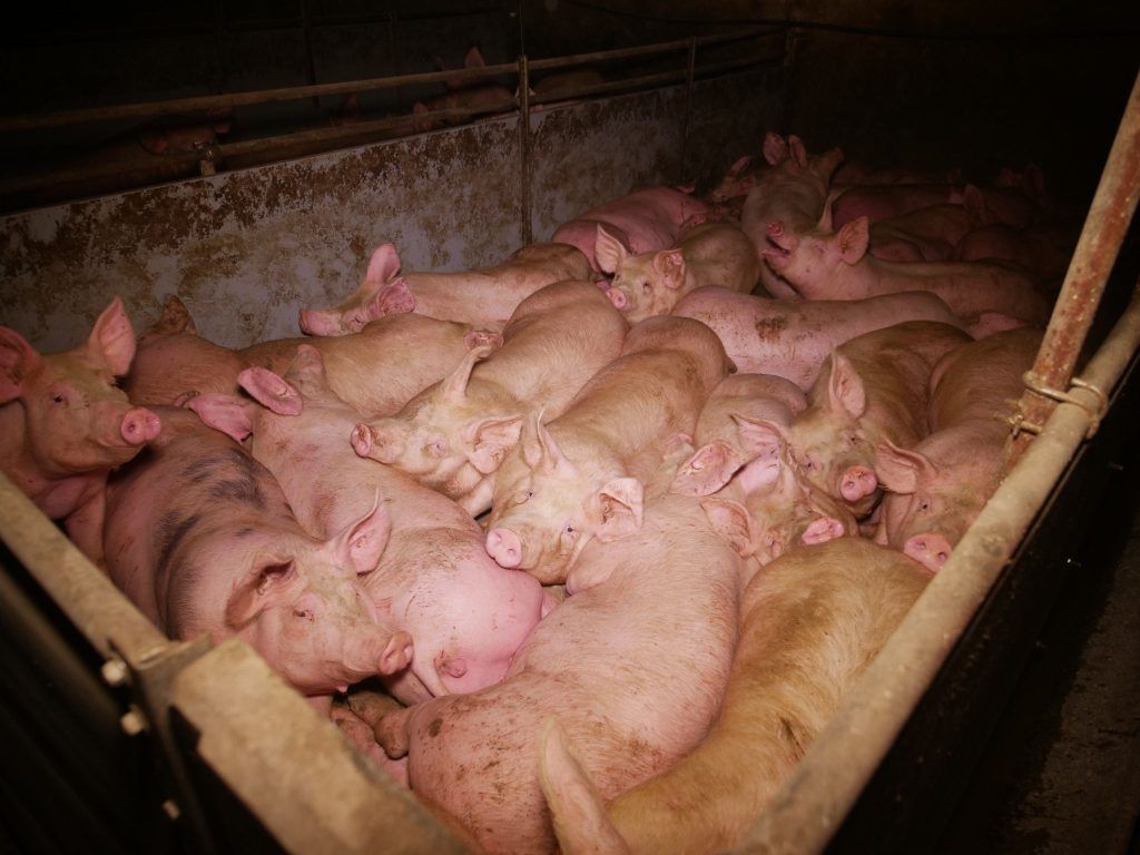 Schweinerei in Tierfabrik? Jürgen Hagspiel setzt auf Unschuldsvermutung