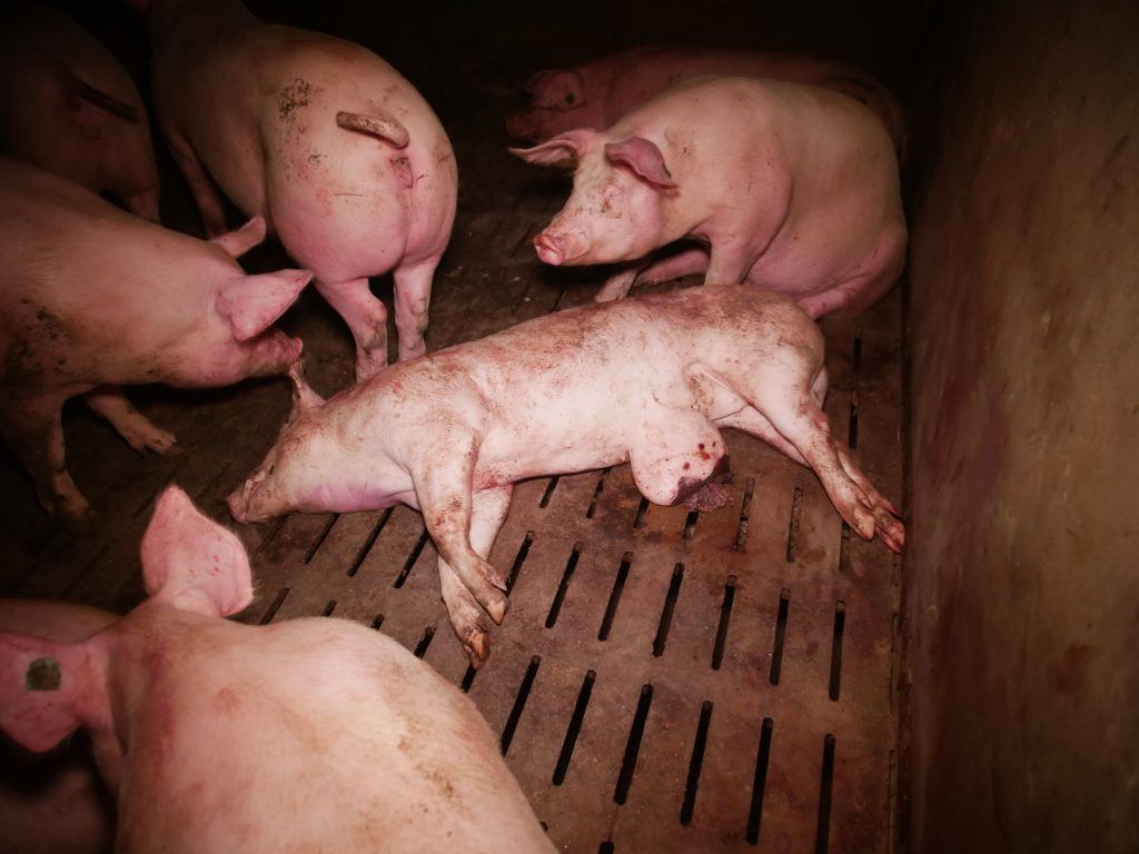Schweinerei in Tierfabrik? Jürgen Hagspiel setzt auf Unschuldsvermutung